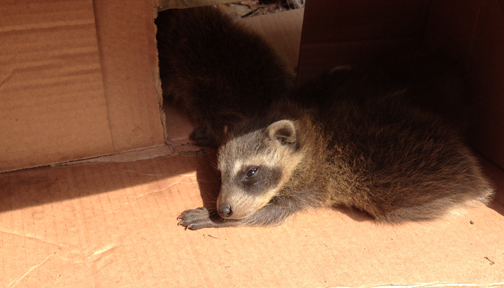 raccoon cubs